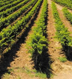 Lykos Winery