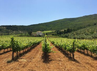 Palivou Estate Nemea