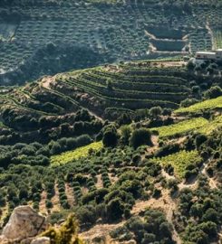 Diamantakis Winery