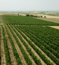 Mesimvria Winery